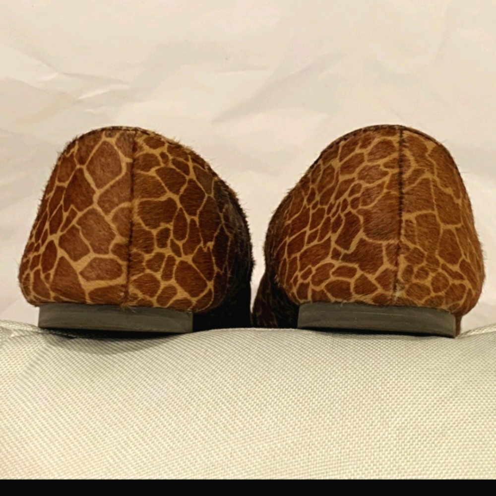 FOSSIL  FLATS! - Picture 5 of 6